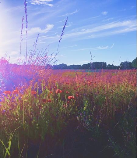 Sommaräng Meadow Skåne